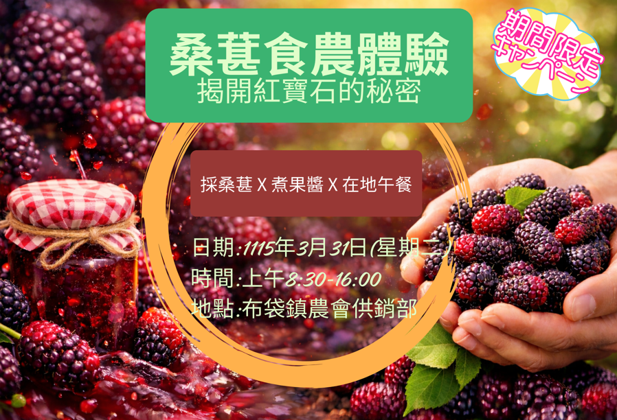 揭開紅寶石秘密-桑葚食農體驗