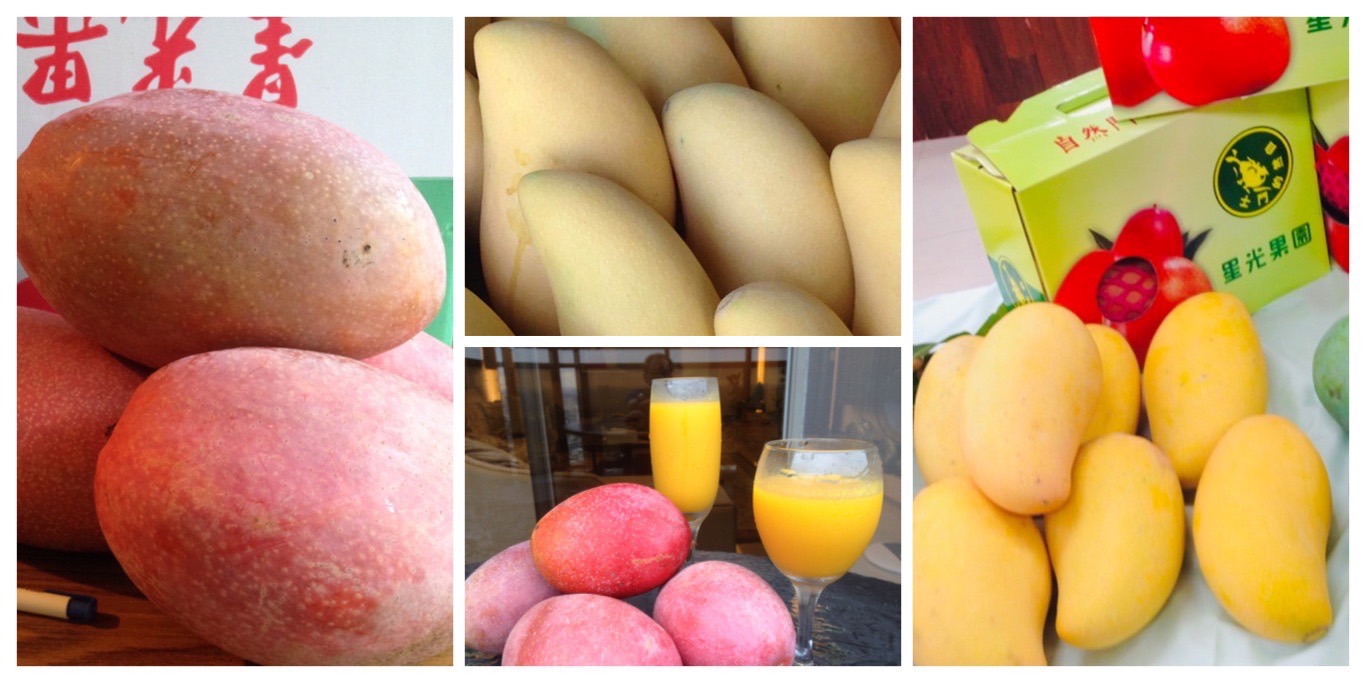2026星光果園芒果