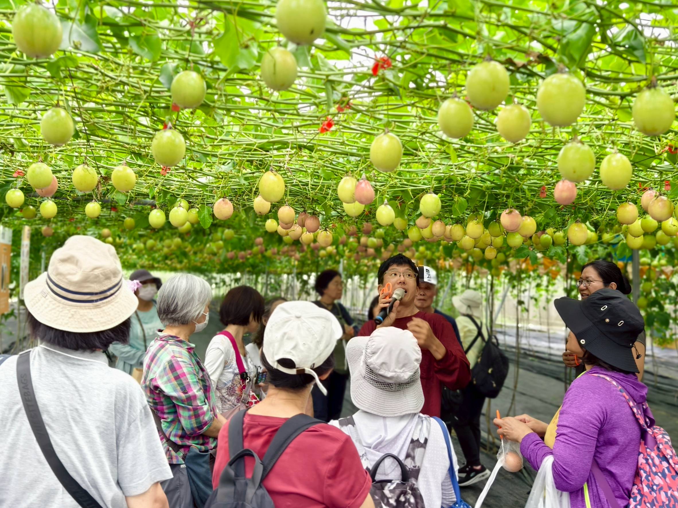 歲月靜好，果皮也好：