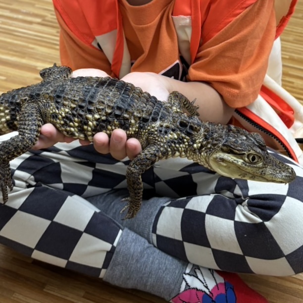 【桃園遠百】與鱷的近距離，沙西米老師來囉！