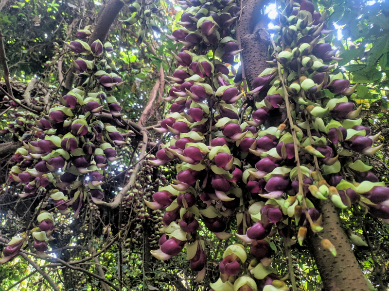 幸運花-血藤 賞花之旅