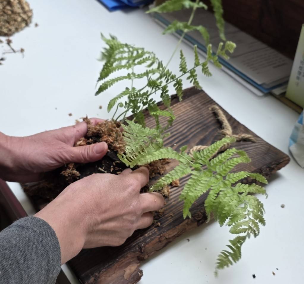 年輪植感實驗室｜蕨類