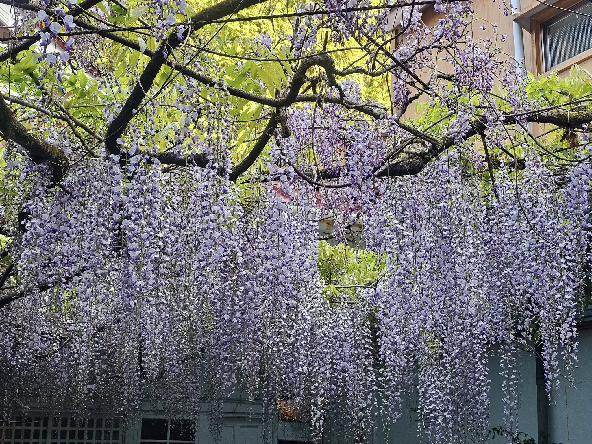 阿里山 慈雲寺 紫藤