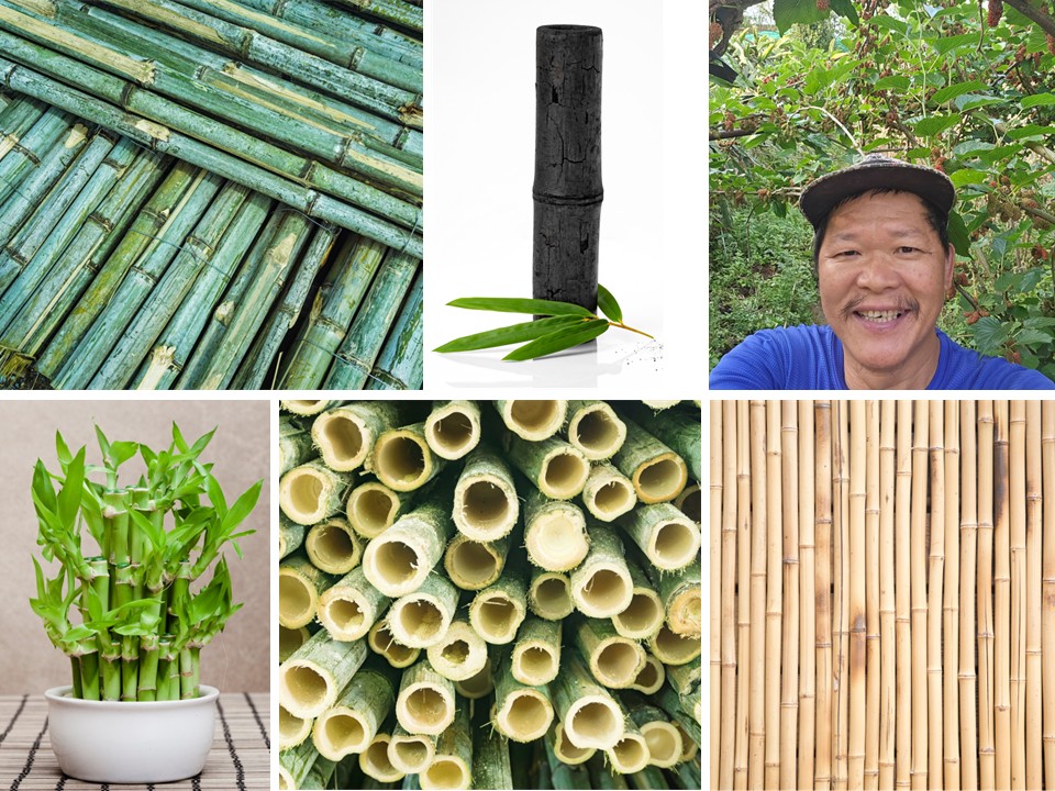 115年圓山綠化教室