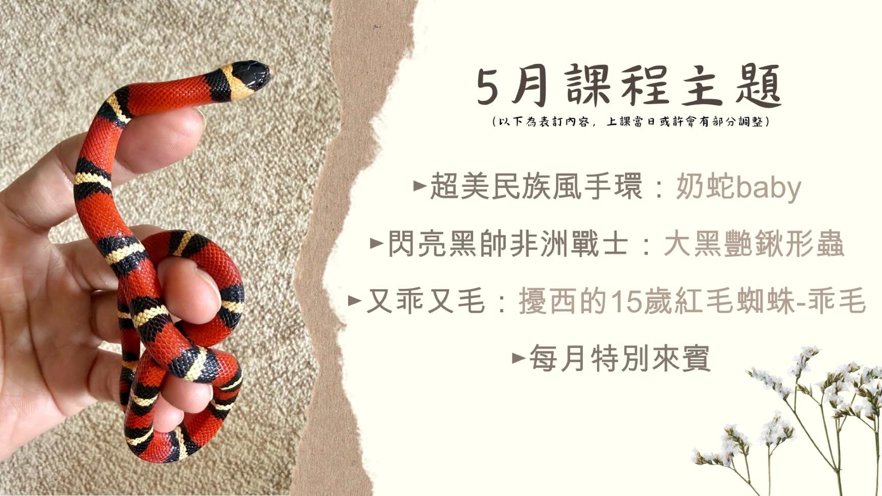 『昆蟲擾西上課了！』