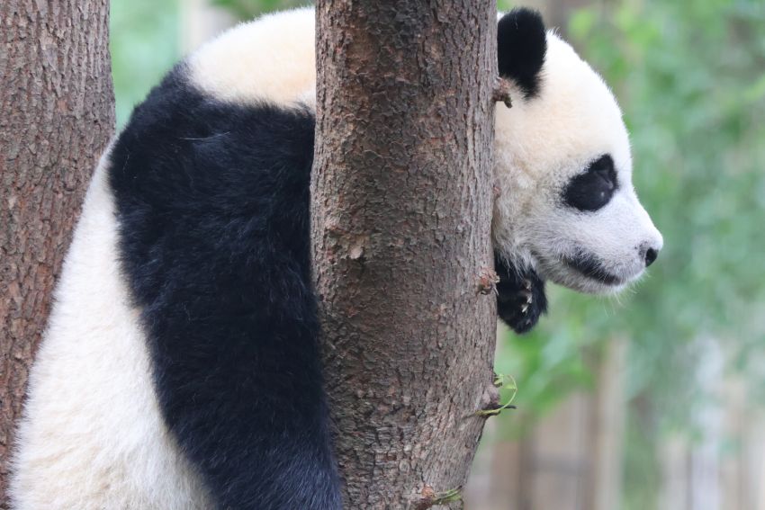 四川熊貓基地 戰鬥大