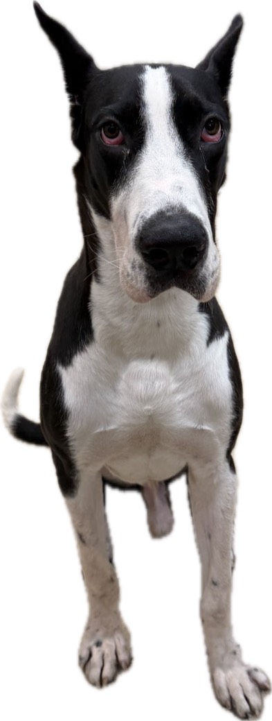 115年6月大丹狗報