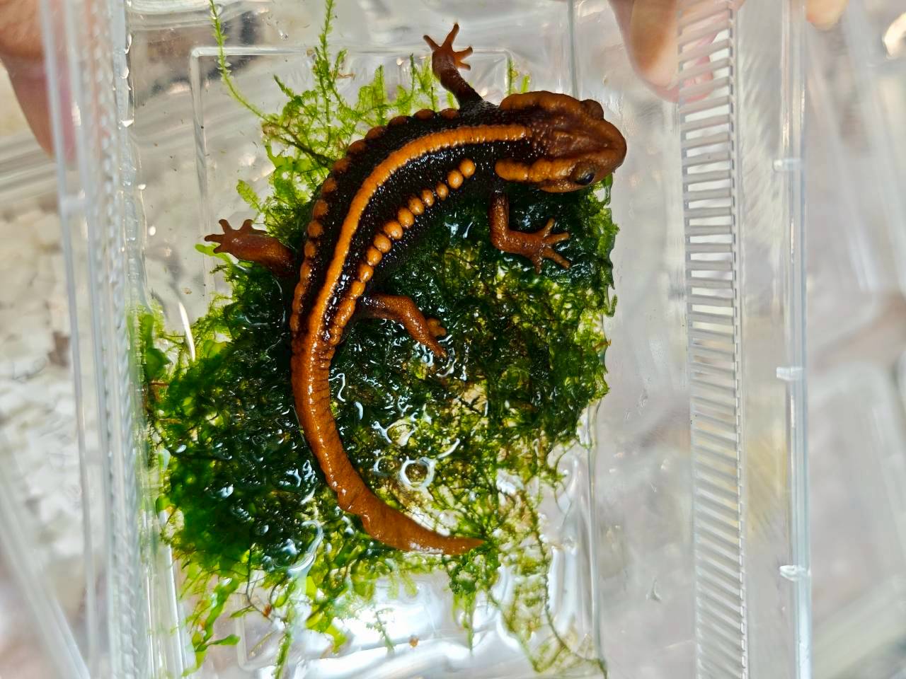 115年6月守宮報名