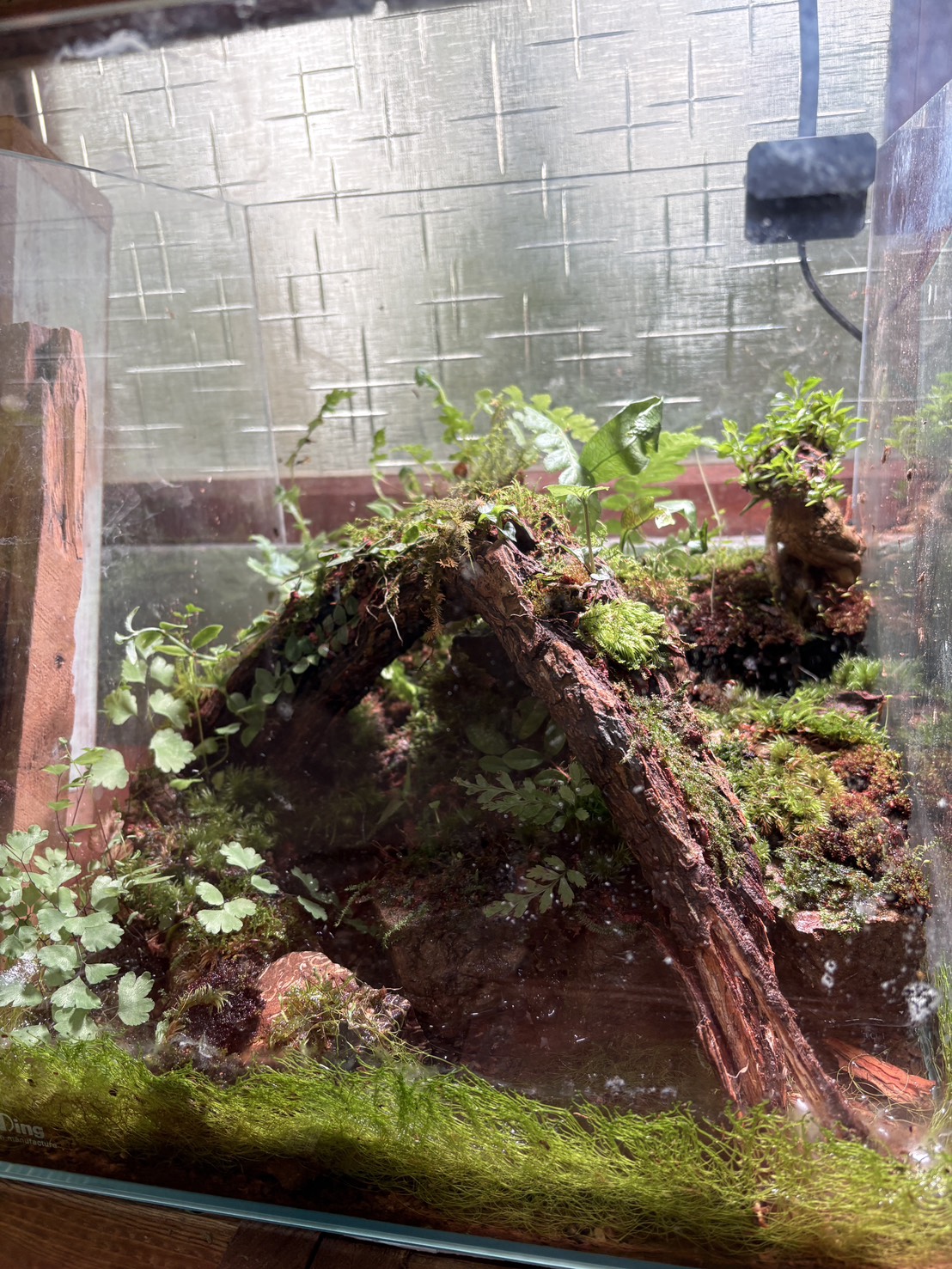 苔蘚微生態缸課程