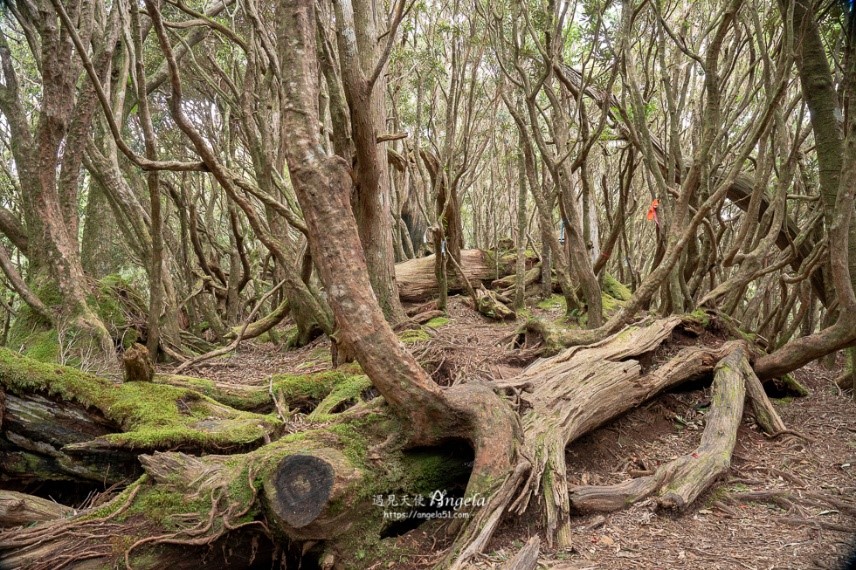 彰化山協2026第3季活動-7/12(週日)塔曼山魔幻森林步道