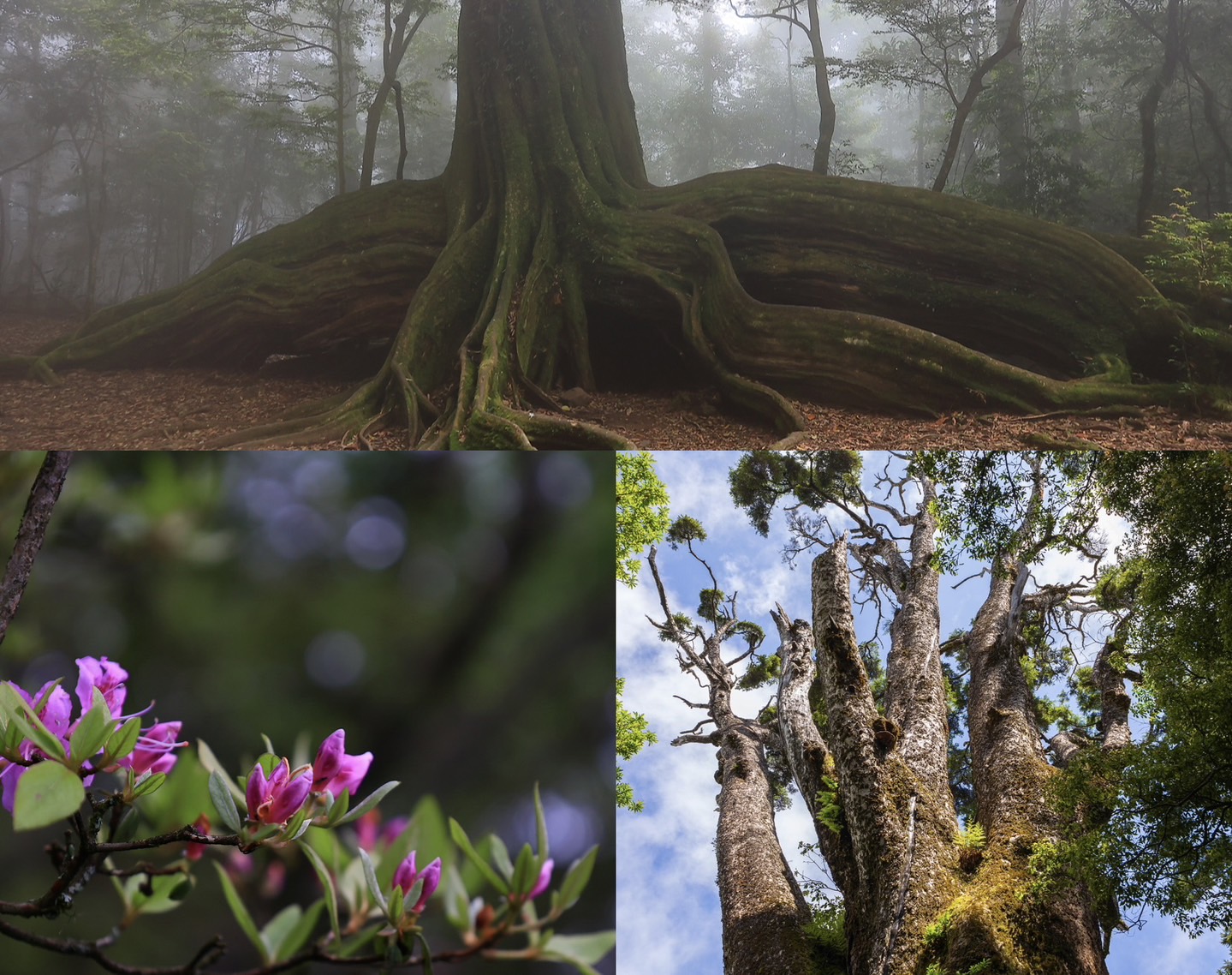 【新竹市健行登山協會