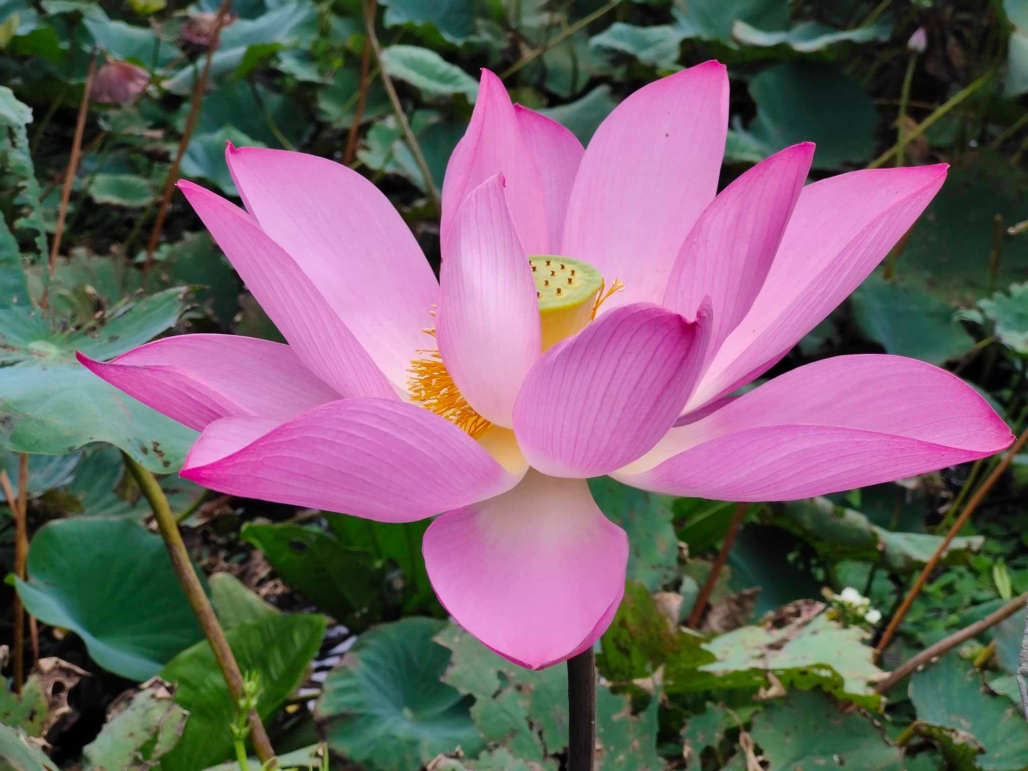 2026蓮花季-米食