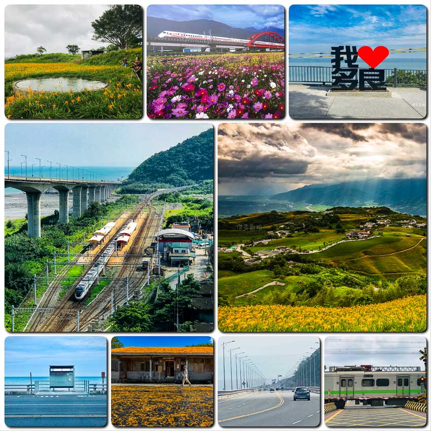 2026 花東金針花